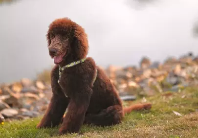 Charming Chocolate Poodle Posing by the Lake