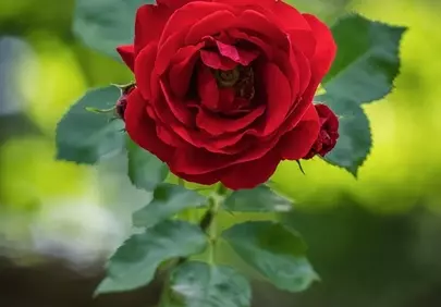 Vibrant Red Rose: A Summer Garden's Blooming Beauty