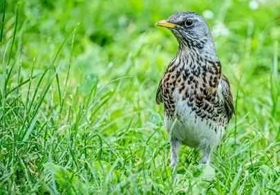Vibrant Fieldfare: A Hidden Gem in Spring Grass