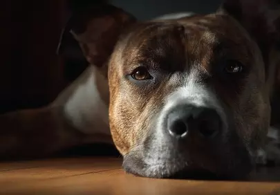 Heartwarming Gaze: Loyal Dog's Calming Presence