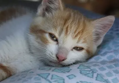 Adorably Sleepy Ginger Kitten Napping Peacefully