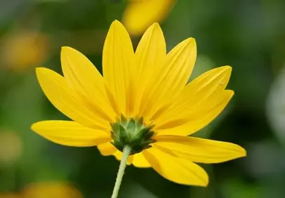 Vibrant Yellow: Jerusalem Artichoke Bloom from Behind