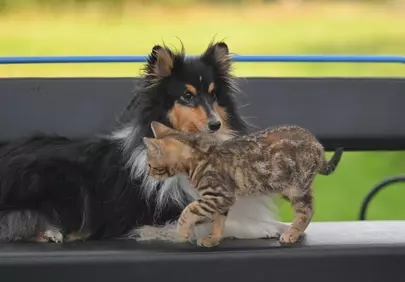 Heartwarming Harmony: Shetland Sheepdog Meets Playful Kitten