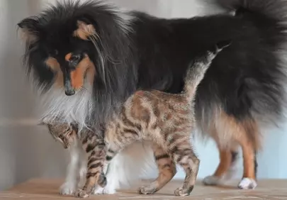 Unlikely Friends: Majestic Sheltie Guards Curious Kitten