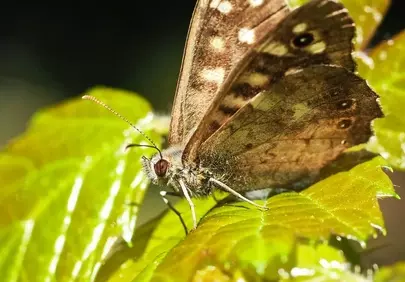 Stunning Macro: Butterfly's Intricate Wing Details