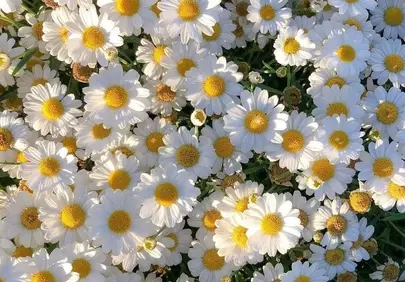 Breathtaking Daisy Field: Sun-Kissed Summer Floral Background