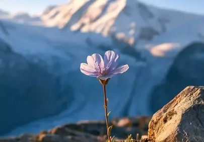 Resilient Alpine Bloom: A Symbol of Mountain Fragility and Beauty