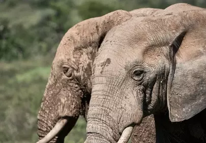 Majestic African Elephants: Giants of the Savannah