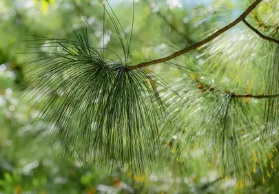 Vibrant Pine Needles: A Macro Glimpse into Forest Serenity