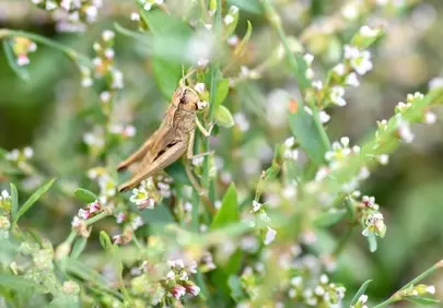 Macro Marvel: Desert Locust Amidst Delicate Floral Foliage