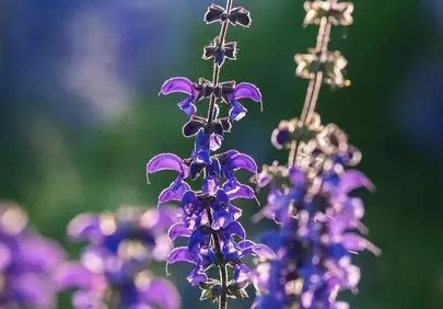 Enchanting Lavender: Backlit Purple Blooms in a Serene Garden