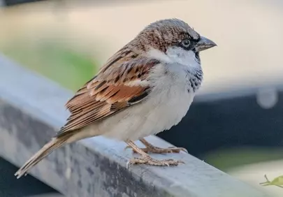 Vibrant House Sparrow Perched in Spring Sunlight