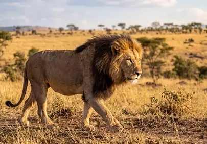 Majestic Lion Striding Through Golden African Savanna