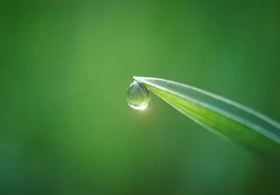 Sparkling Morning Dewdrop on Vibrant Green Grass Blade