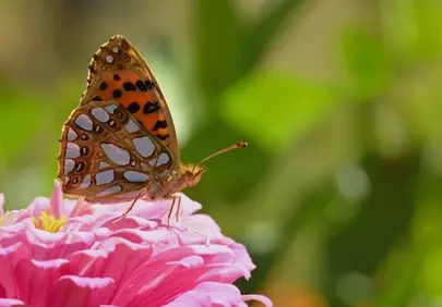 Vibrant Zinnia: Butterfly's Graceful Dance in Summer Garden
