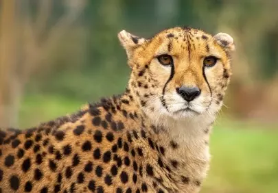Majestic Cheetah: Nature's Speed Demon in Focus