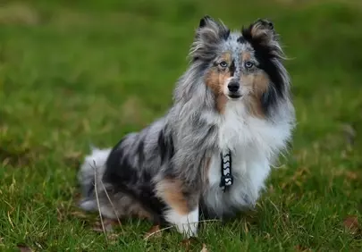 Stunning Shetland Sheepdog: Blue Merle Beauty in Nature