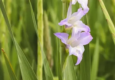 Vibrant Purple Iris Blooms in a Serene Garden