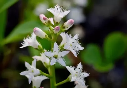 Exquisite Macro: Delicate White Swamp Flowers Unveiled
