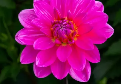 Vibrant Pink Dahlia Bloom: Summer Garden's Jewel