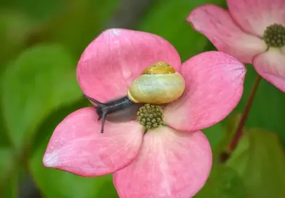 Enchanting Macro: Snail Resting on a Vibrant Pink Flower
