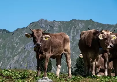 Majestic Alpine Pastures: Serene Cows in Allgäu