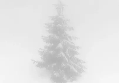 Ethereal Winter Solitude: Lone Pine in Dense Fog