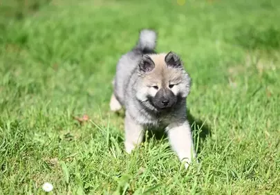 Adorable Eurasier Puppy: Joyful Spring Frolics in Green Grass
