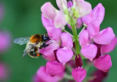 Vibrant Macro: Bumblebee Pollinating Pink Lupin