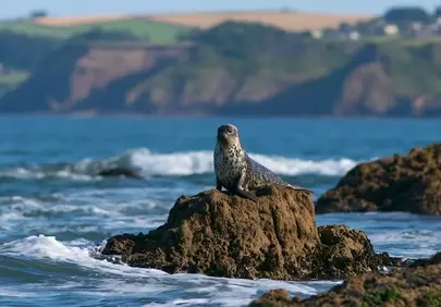 Majestic Seal Rests on Rocky Outcrop by the Wild Ocean