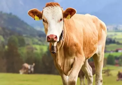 Majestic Alpine Cow Grazing in a Serene Mountain Meadow
