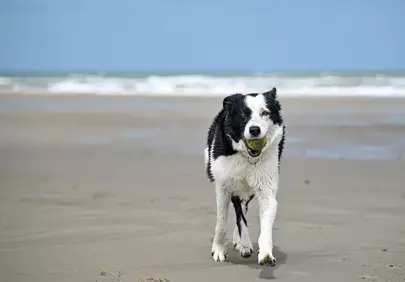 Joyful Border Collie Sprinting with Ball on Beach