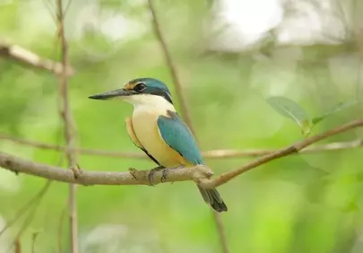 Vibrant Kingfisher Perched: Nature's Avian Gem
