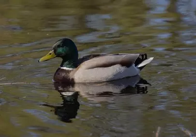 Vibrant Mallard Drake Gliding on Tranquil Lake Waters