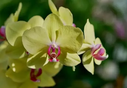 Stunning Yellow Orchid: Nature's Delicate Spring Bloom