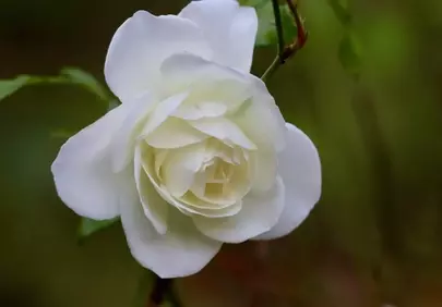 Stunning White Rose: Elegance Unveiled in Nature's Embrace