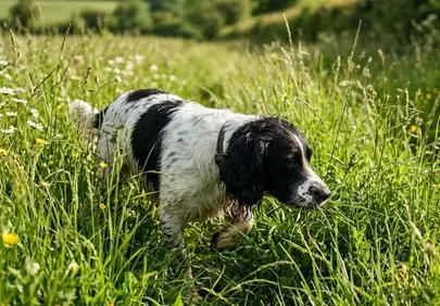 Joyful Spaniel Exploring Lush Spring Meadow