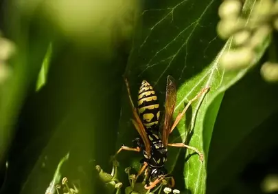 Vibrant Macro: Wasp on Green Foliage in Sunlight