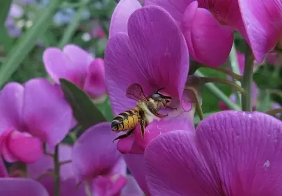 Vibrant Purple Bloom: Bee's Pollination Dance on Sweet Pea