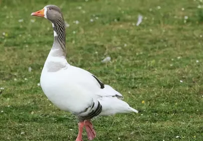 Majestic Goose Strolls: Serene Nature's Grace