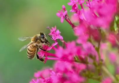 Vibrant Macro: Honeybee Pollinating Pink Valerian