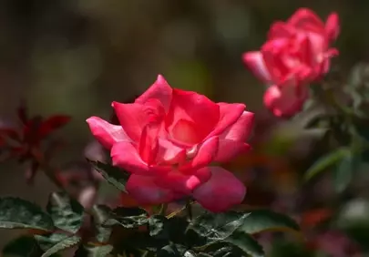 Vibrant Red Rose: A Macro Bloom in Summer Garden