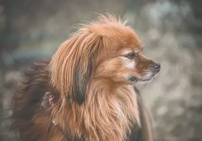 Charming Long-Haired Dog Portrait in Nature