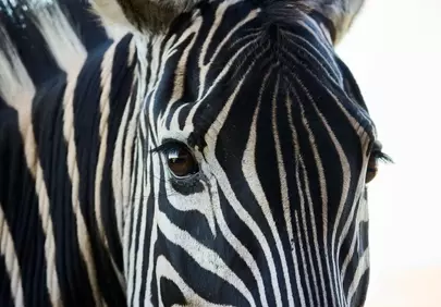 Striking Zebra Close-up: Nature's Intricate Striped Beauty