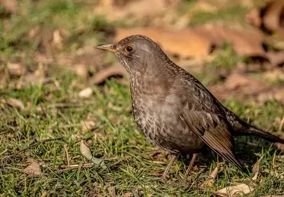 Stunning Close-Up: Female Blackbird Foraging in Winter Garden