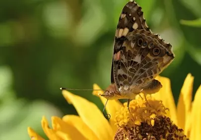 Vibrant Zinnia: Painted Lady Butterfly's Summer Feast