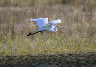 Graceful Egret Soaring Over Wetlands