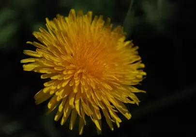 Vibrant Yellow Dandelion Macro on Dark Background