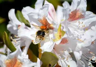 Vibrant Spring: Bumblebee Pollinating White Rhododendron