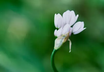 Delicate Pale Pink Allium Blossoms in Spring Macro